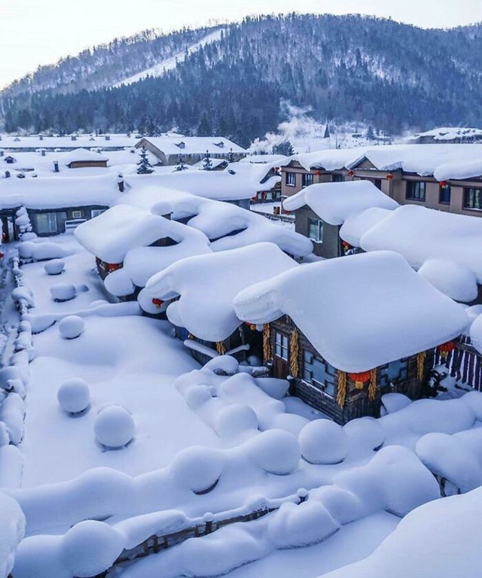 45张罕见的雪景照片：雪后的白菜地密集恐惧症慎入