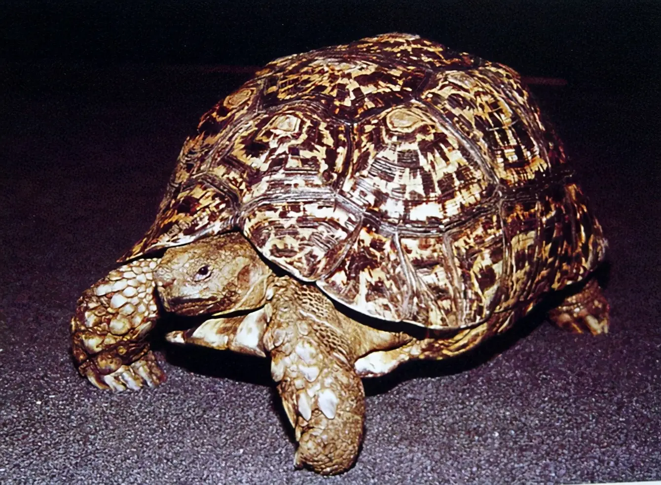 乌龟的种类图片及名称（乌龟的品种图片）