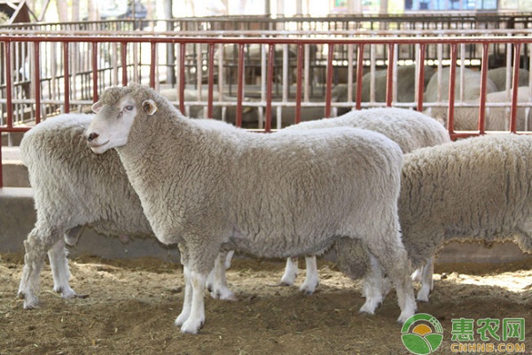 养一百只羊需要多少成本？一年可以赚多少钱？（以波尔山羊为例）