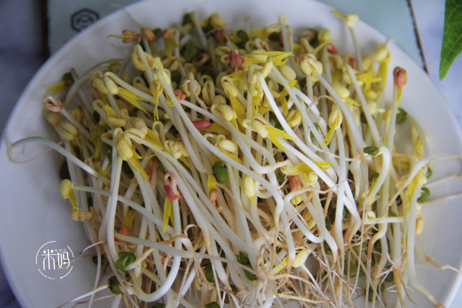 这个发豆芽小秘方，姥姥用了半辈子，又粗壮又脆嫩，3天就能吃﻿