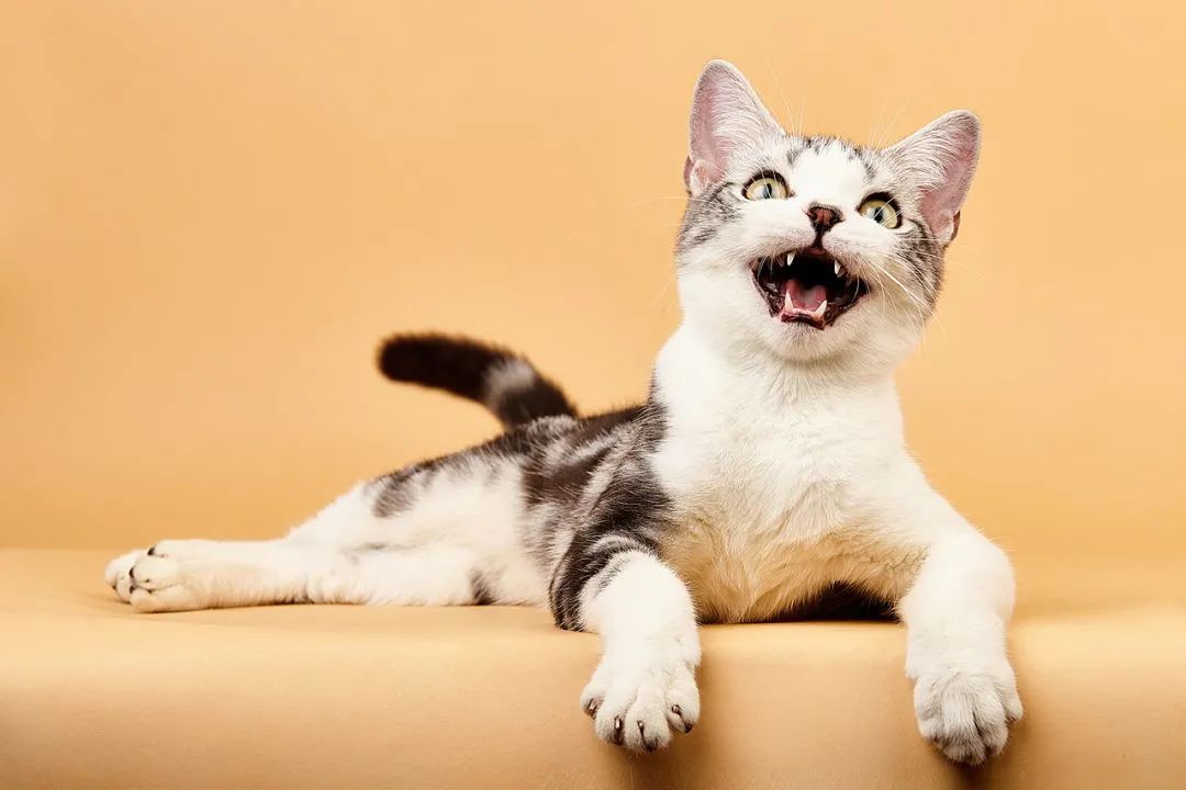 最乖的猫介绍（世界上最乖巧的10种猫咪）