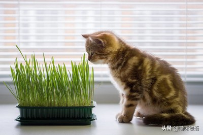 怎么让猫咪每天吃上新鲜的猫草？