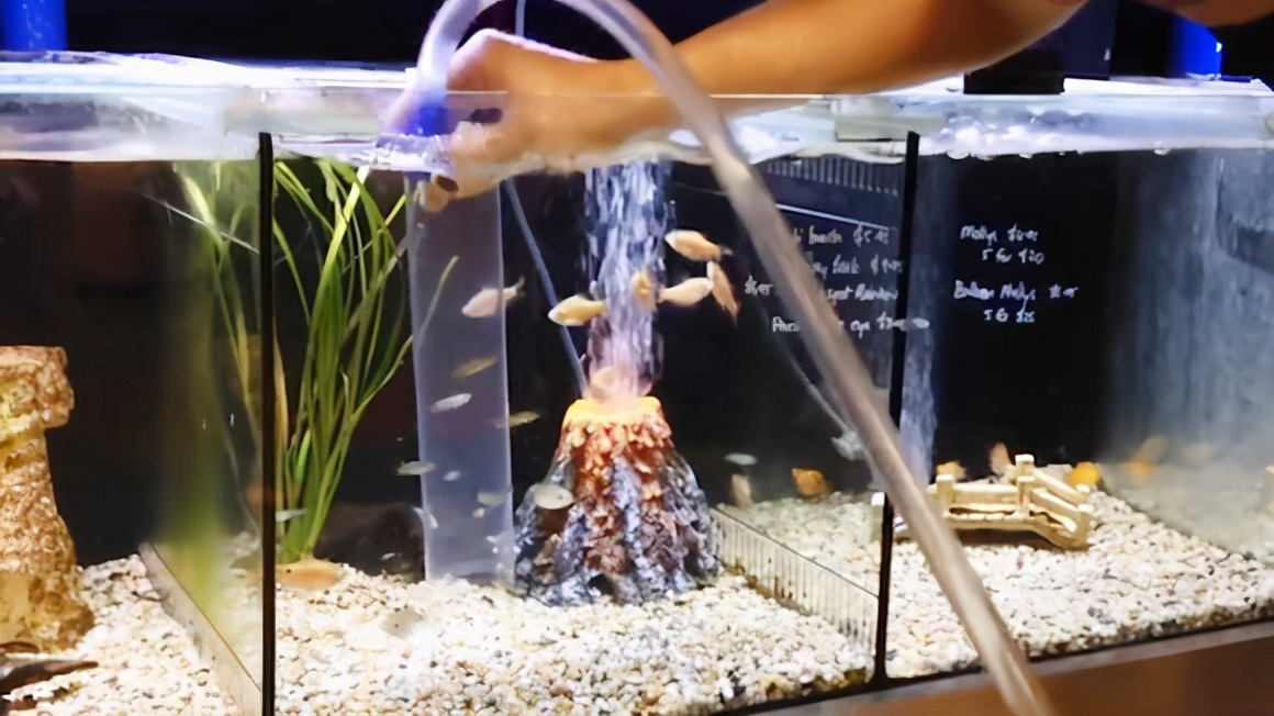 养小金鱼几天换一次水（每次换水量及换水要点）