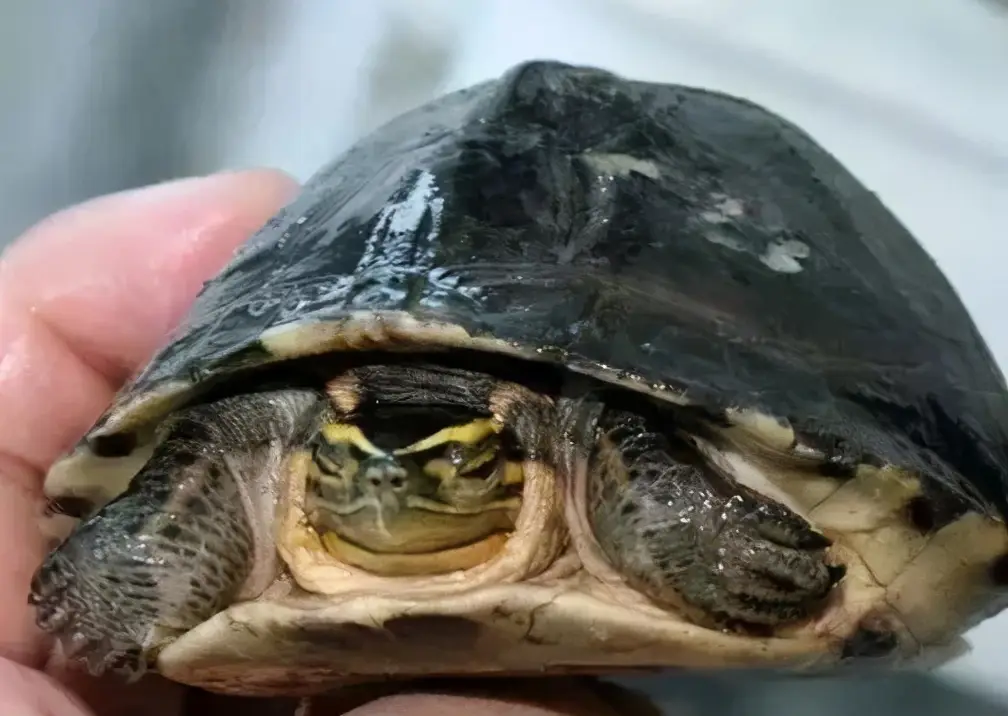 乌龟的种类图片及名称（乌龟的品种图片）