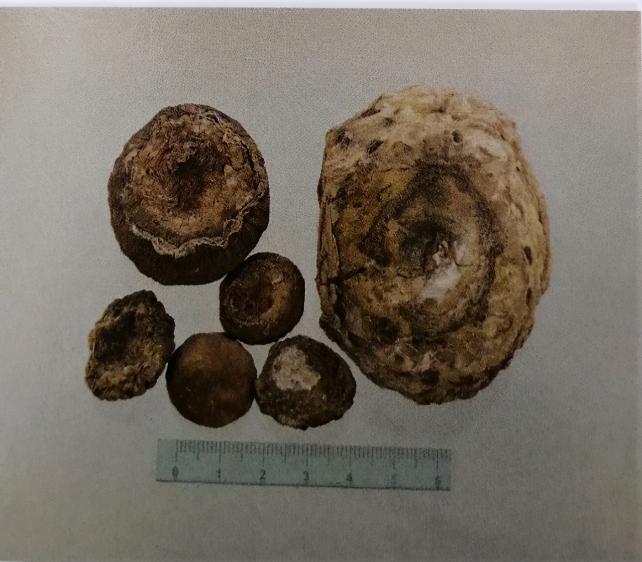 天南星的功效与作用燥湿化痰祛风止痉