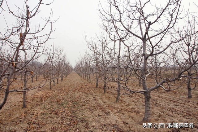 新土地法：禁止在基本农田里栽树，已栽种多年咋处理？早看早知道