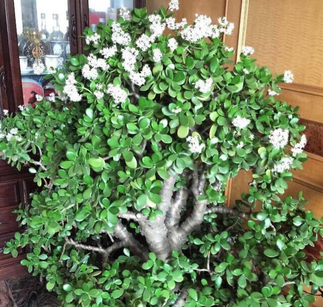 家里养上垂盆植物,拥有天然窗帘,还能开出拳头花