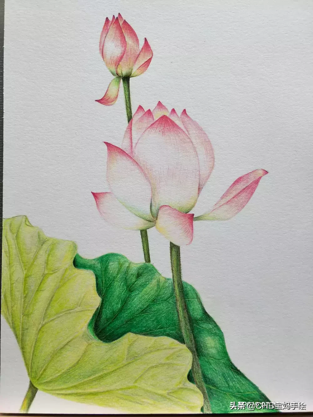 零基础学画画：彩铅荷花荷叶手绘过程分享