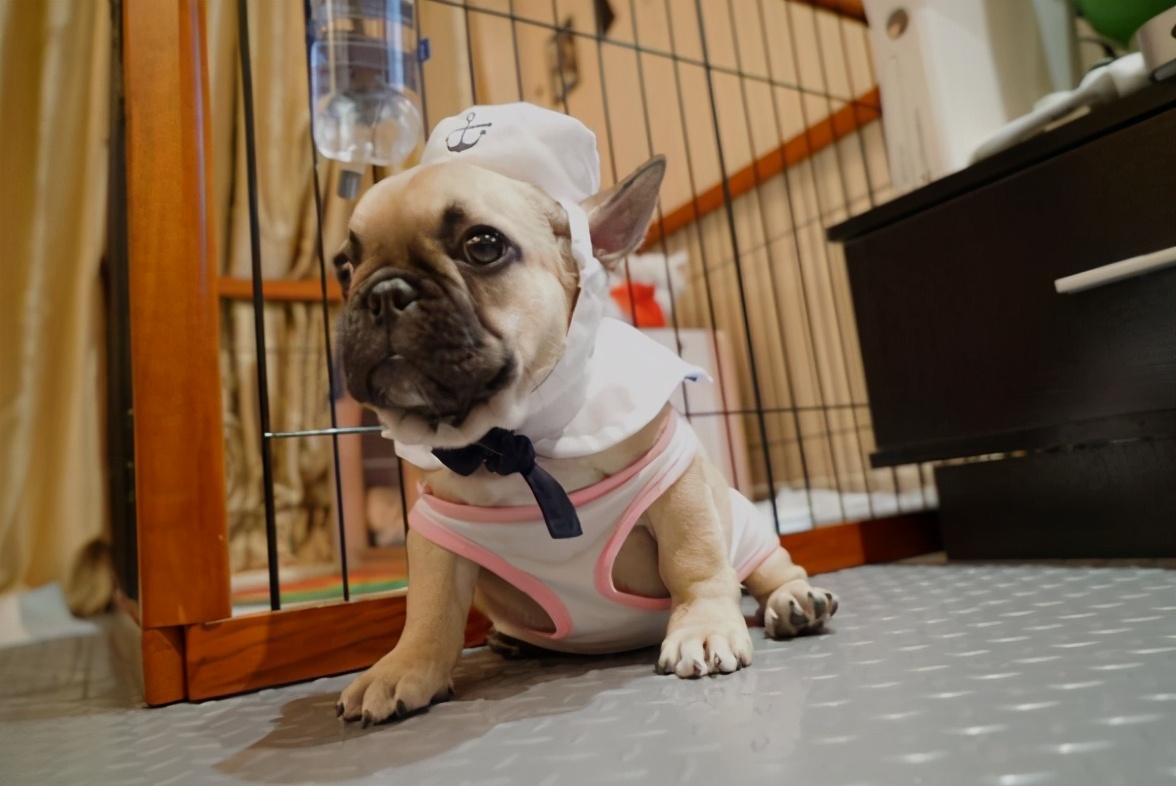 就算再喜欢“小型犬”,也不要碰这5种狗,养得越久越心累