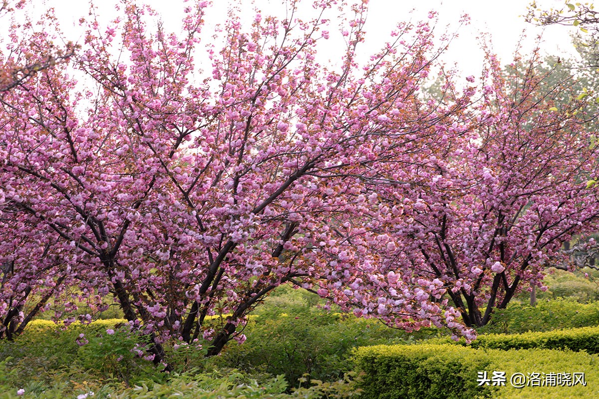 日本樱花文化（内涵揭秘日本樱花文化背后的冷知识）