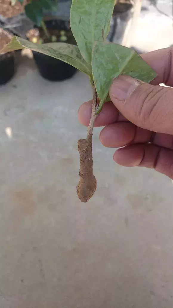 杜鹃茶花插不活,枝条在泥巴里打个滚,大白根呼呼长,新芽猛冒!