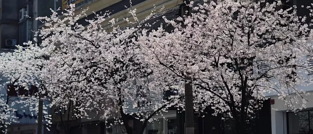 林清玄：一朝春尽红颜老