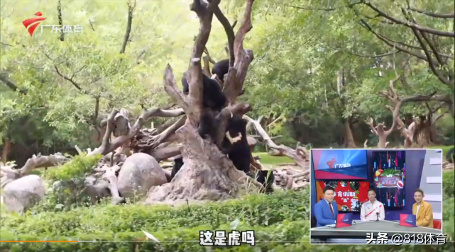扎心!全红婵陈艾森长隆共进午餐,红姐问:你胖了几斤?森哥:我没胖