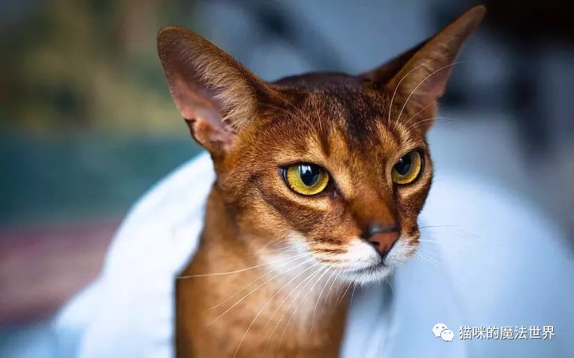 猫咪品种大盘点15:阿比西尼亚猫