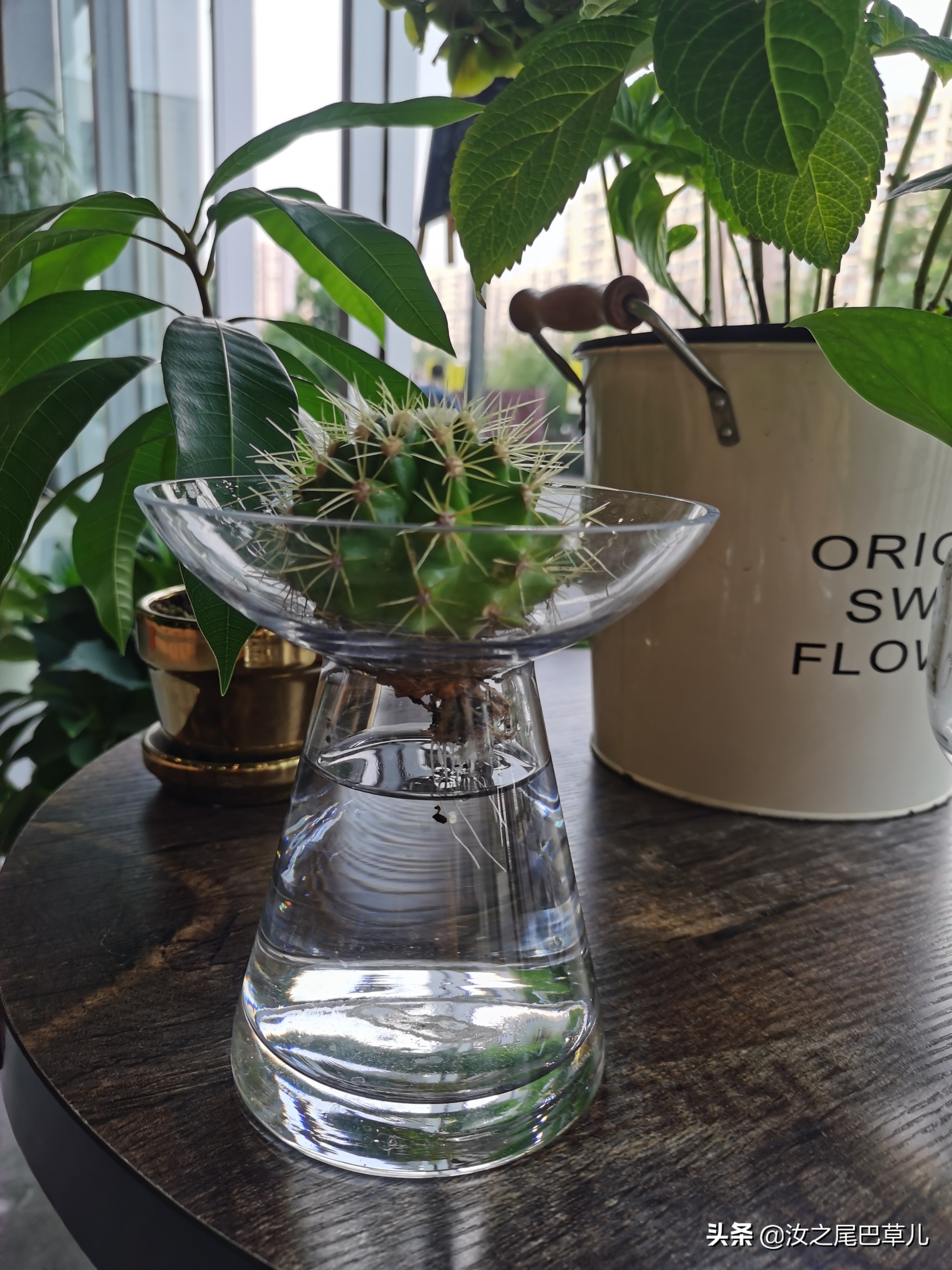 水培仙人球教程,比土培好养活100倍