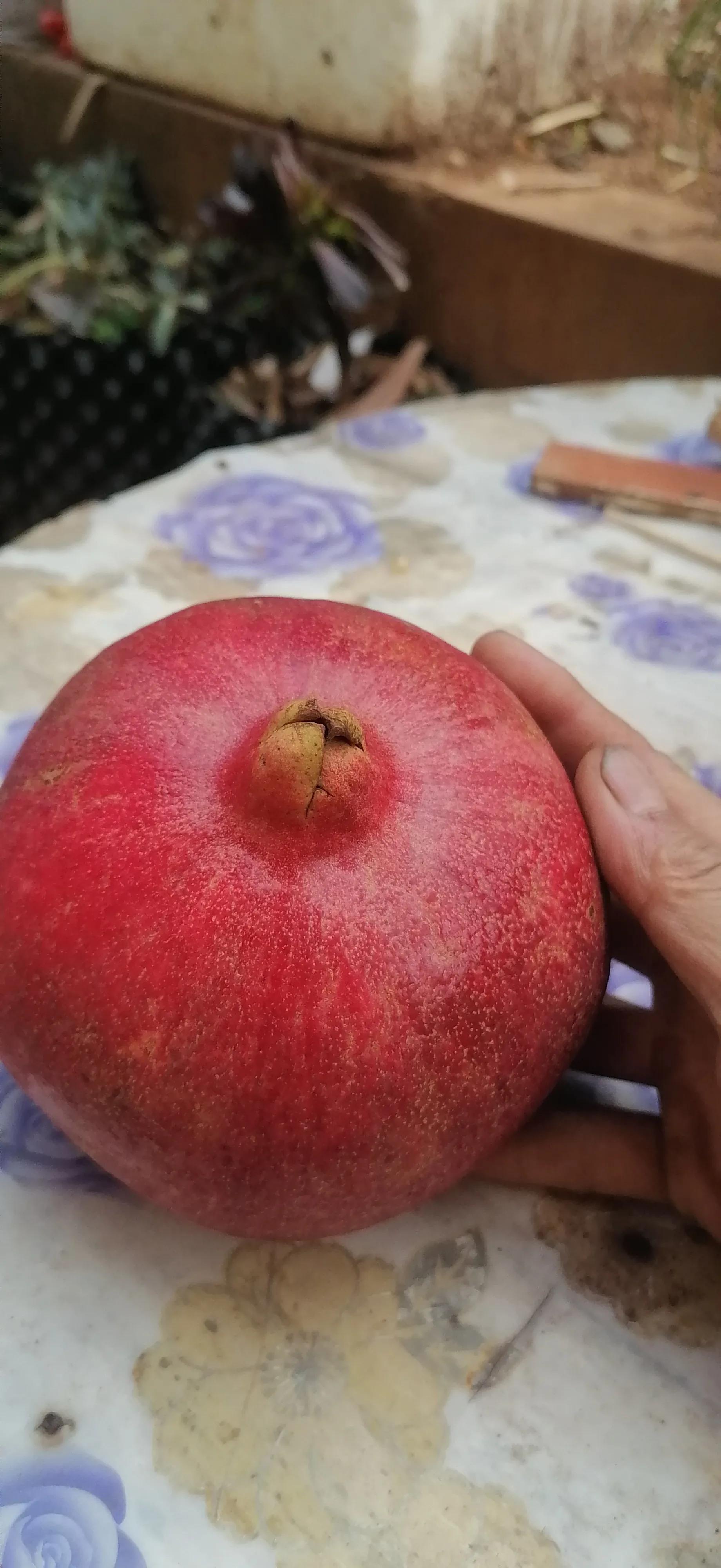 珍珠石榴(以色列黑籽酸甜石榴口感和品种的问题)