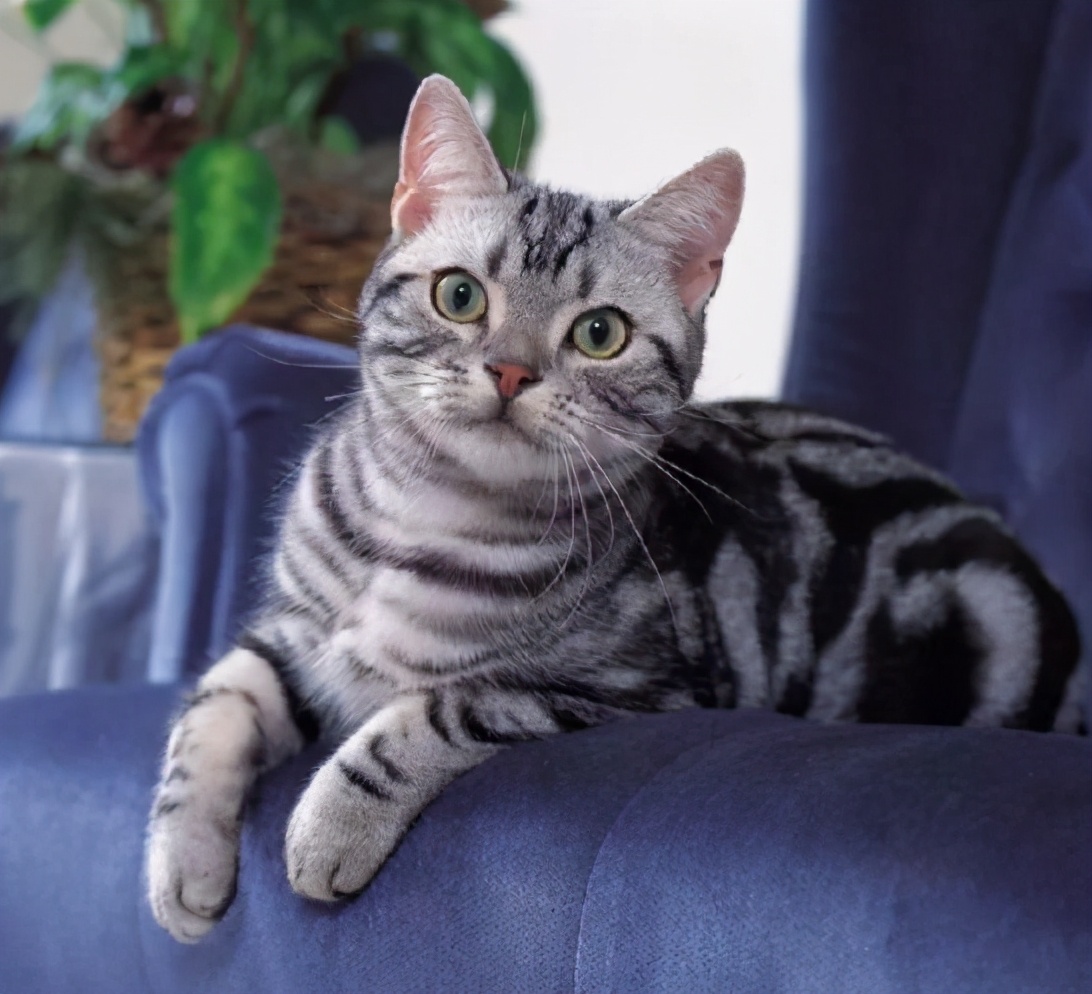 短尾猫多少钱一只(美国短毛猫) - 价格百科