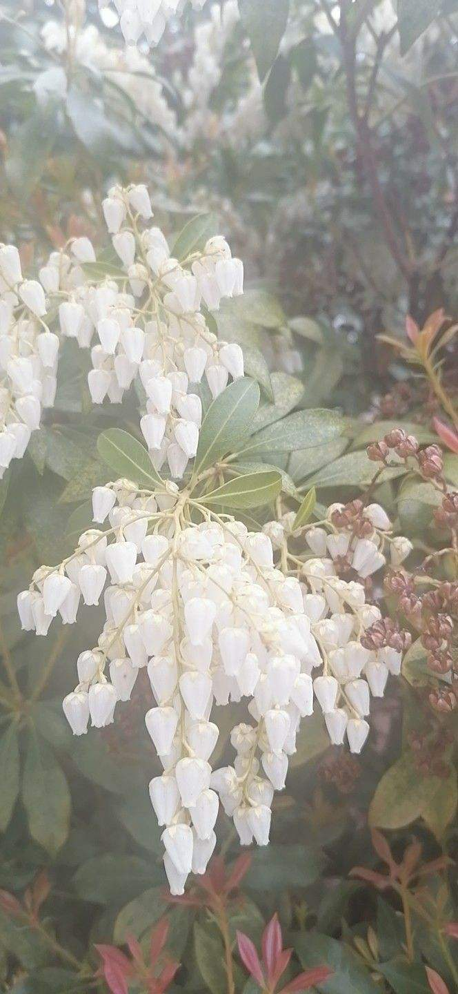 泡泡花是一种什么花（科普关于泡泡花的小知识）