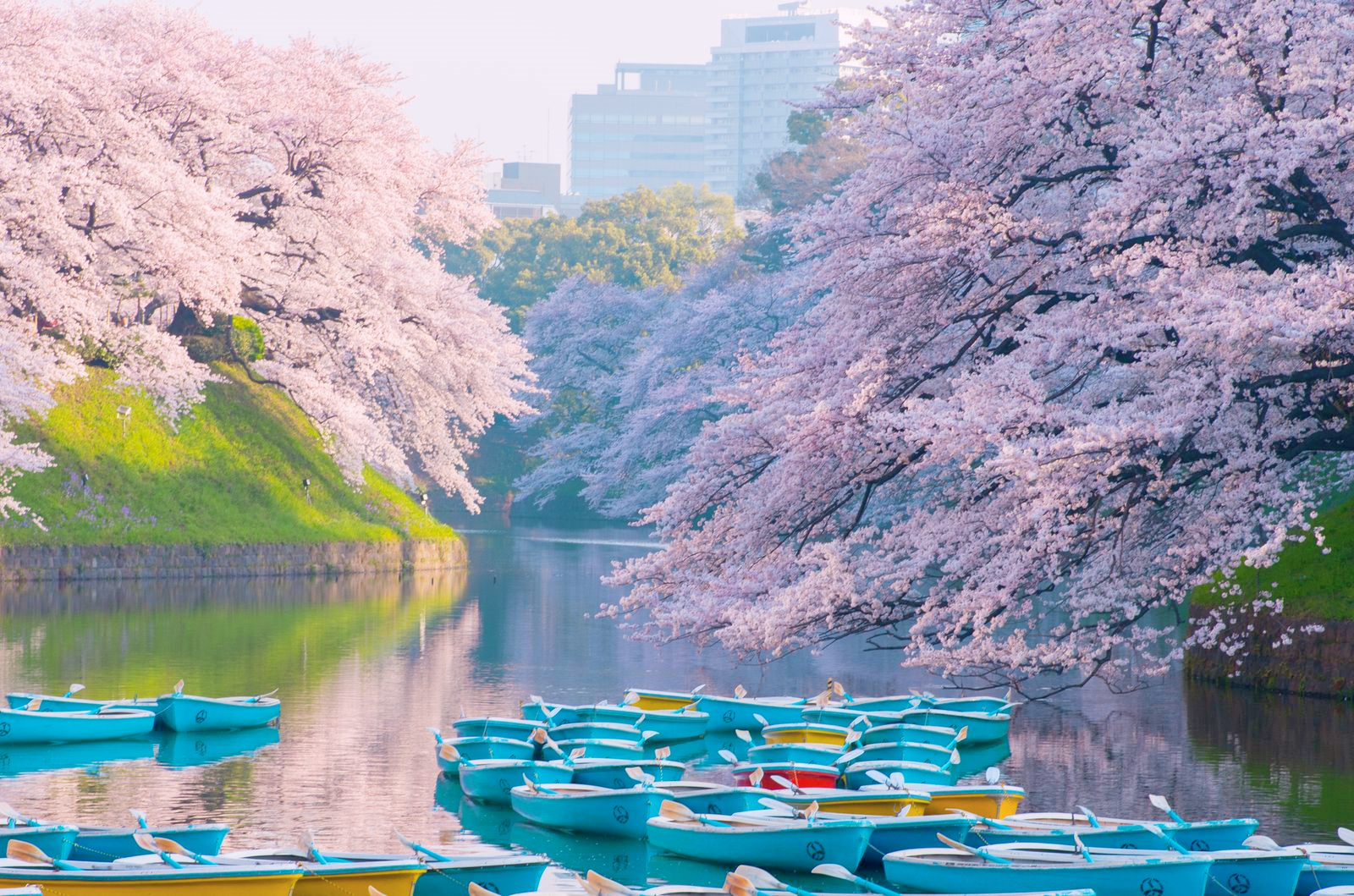 千鸟之渊盛开的粉色樱花,如"花雪"随风而动