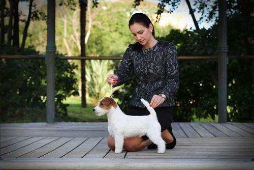 训犬师也不知道的秘密：猎犬并不“打猎”