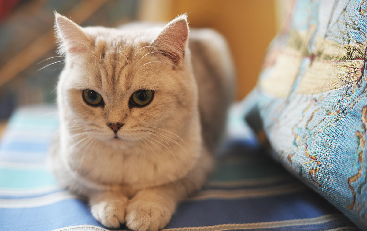 科学的解释有些晦涩难懂,用大白话来总结就是:猫咪的大脑在感受到外界