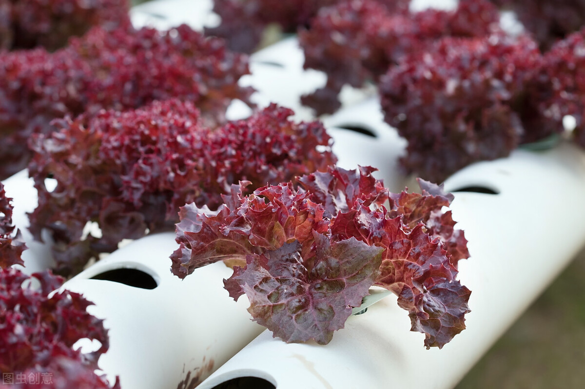 适合做沙拉的十种蔬菜品种