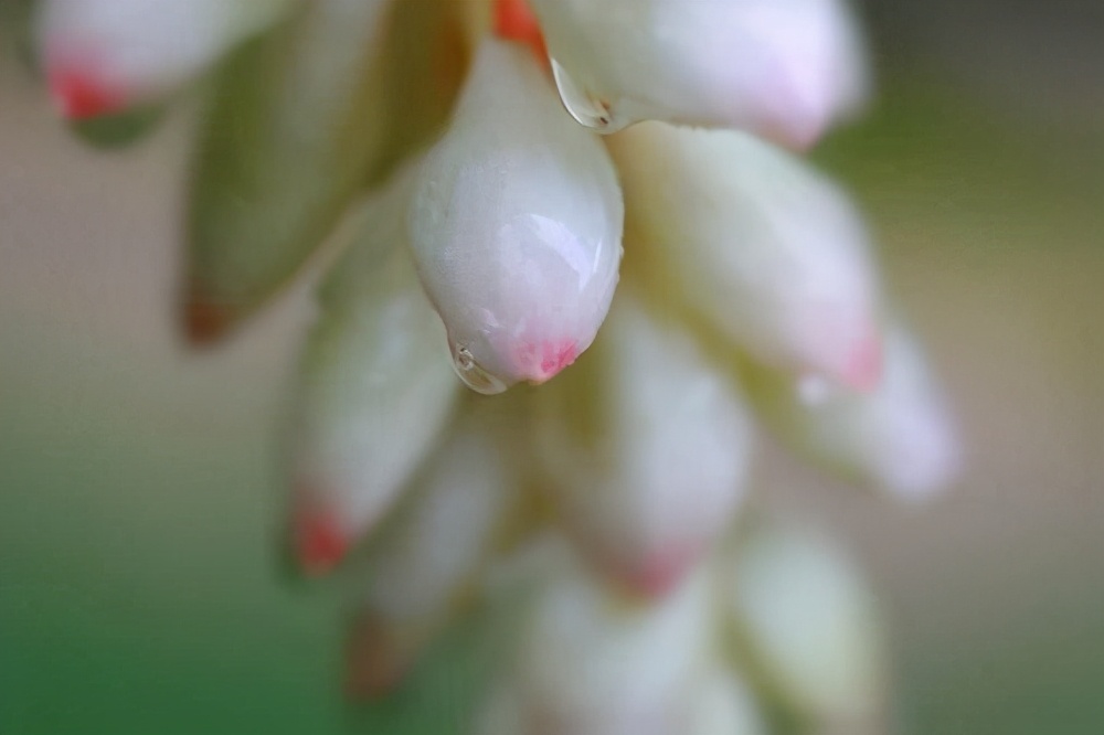 古人都把十三岁的少女叫做豆蔻年华,那么豆蔻到底是个啥东西?