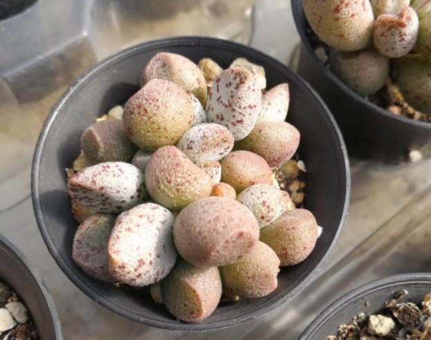 胖嘟嘟的多肉玛丽安水泡,养不对叶片干瘪瘦弱,这么养一年就爆盆