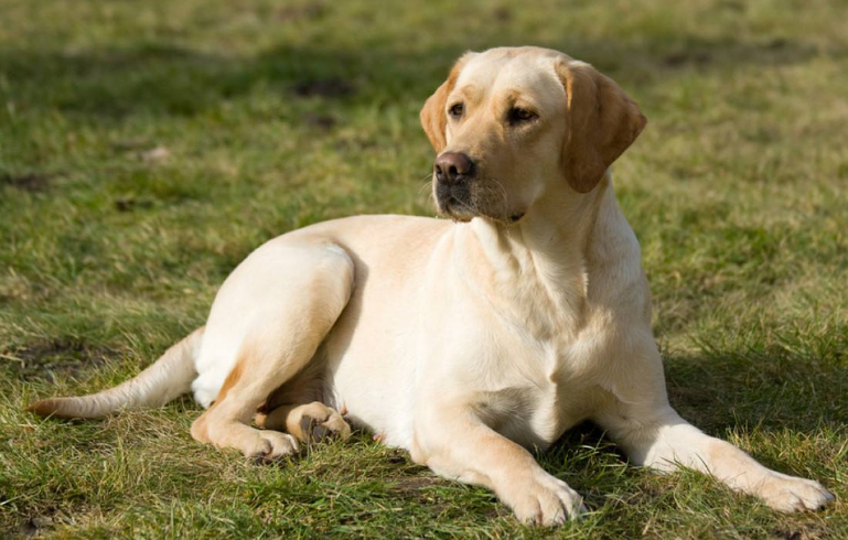 现在很多家庭都喜欢养上一只拉布拉多,它的性格能给家人们带来温暖,对