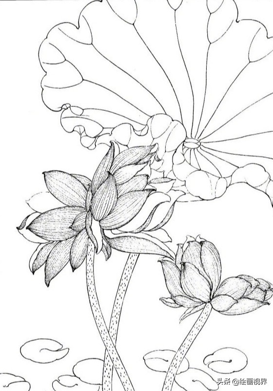 工笔荷花线稿怎么画?白描线稿教你画,初学者不能拘泥于绘画形式