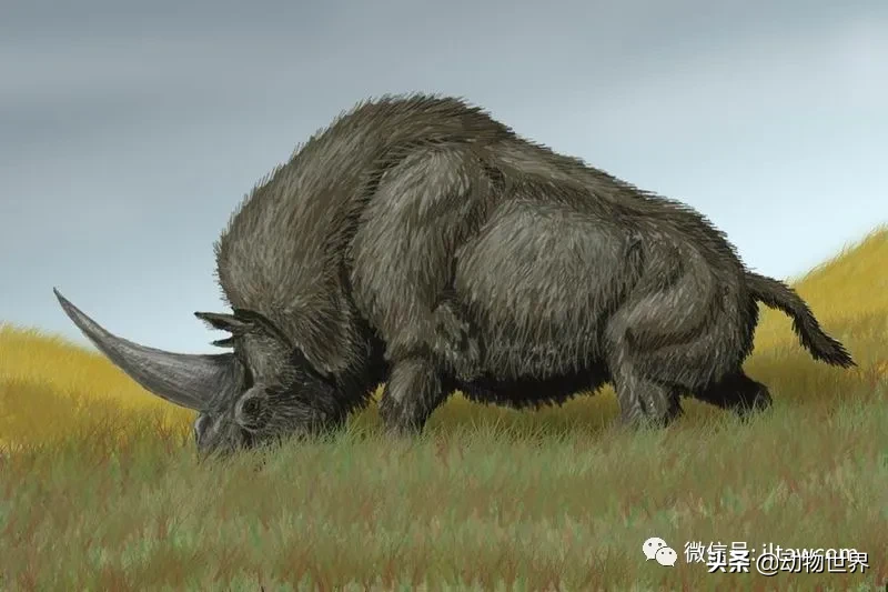 10种曾与人类同行的巨型野兽