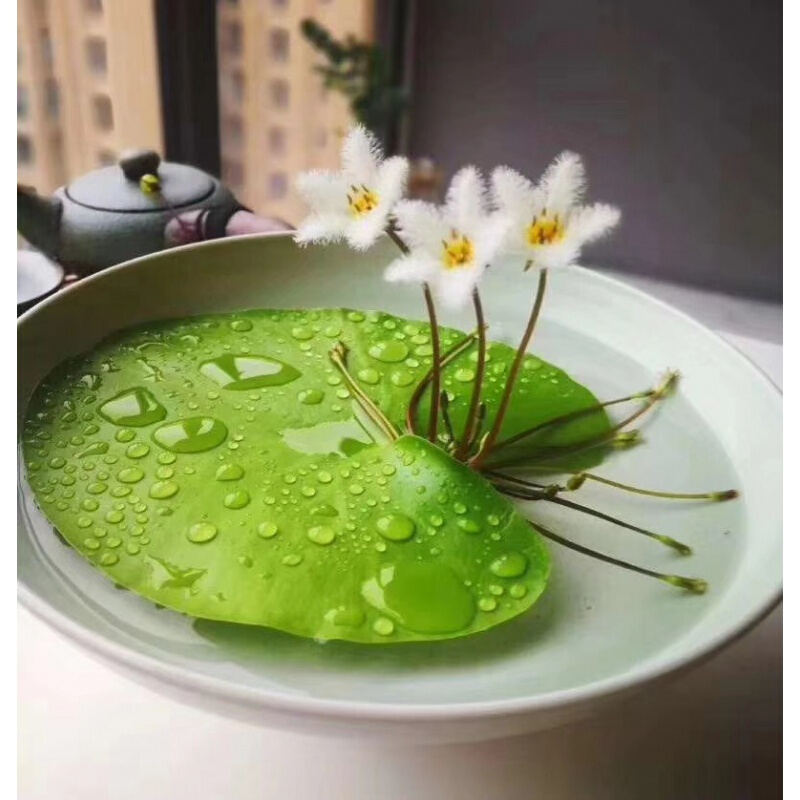 紫罗兰有毒吗（100种室内盆栽花草图鉴）
