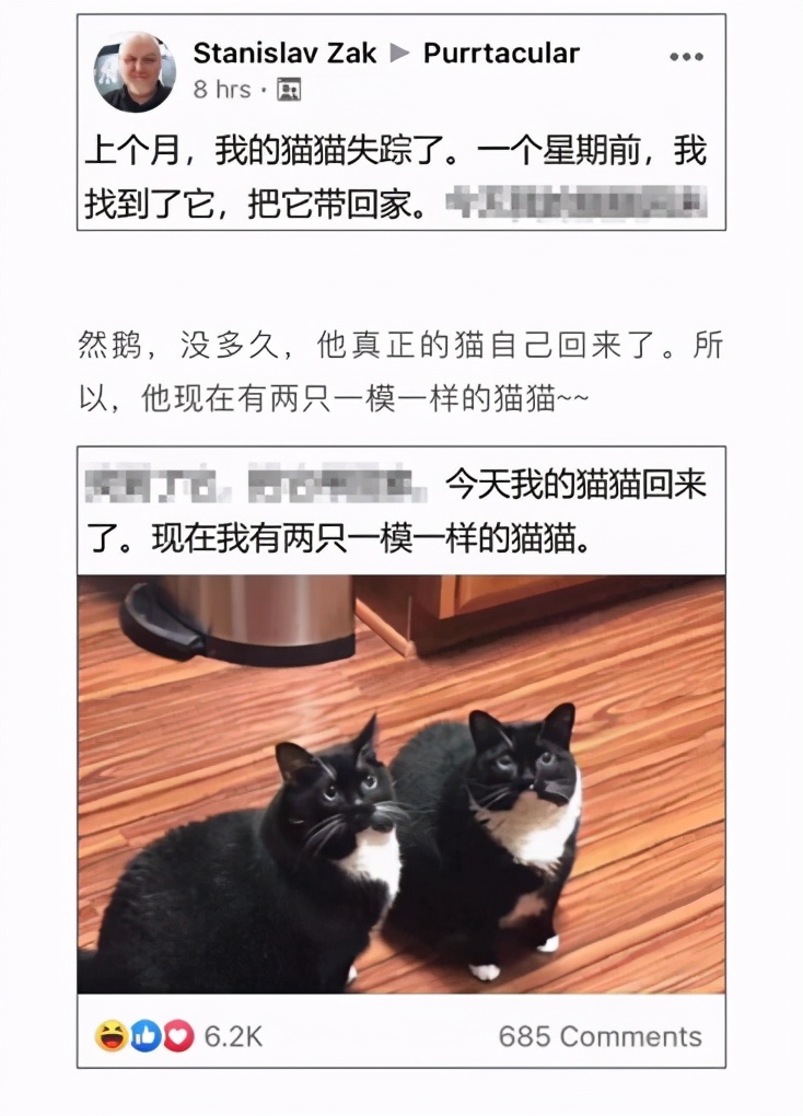 金丝猴戏秋实：林间舞动的香蕉黄金雨