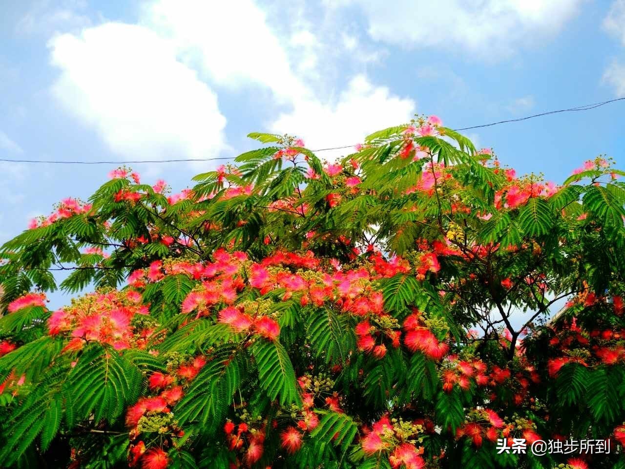 托物言情，寄意遥深：史铁生《合欢树》的写作艺术赏析