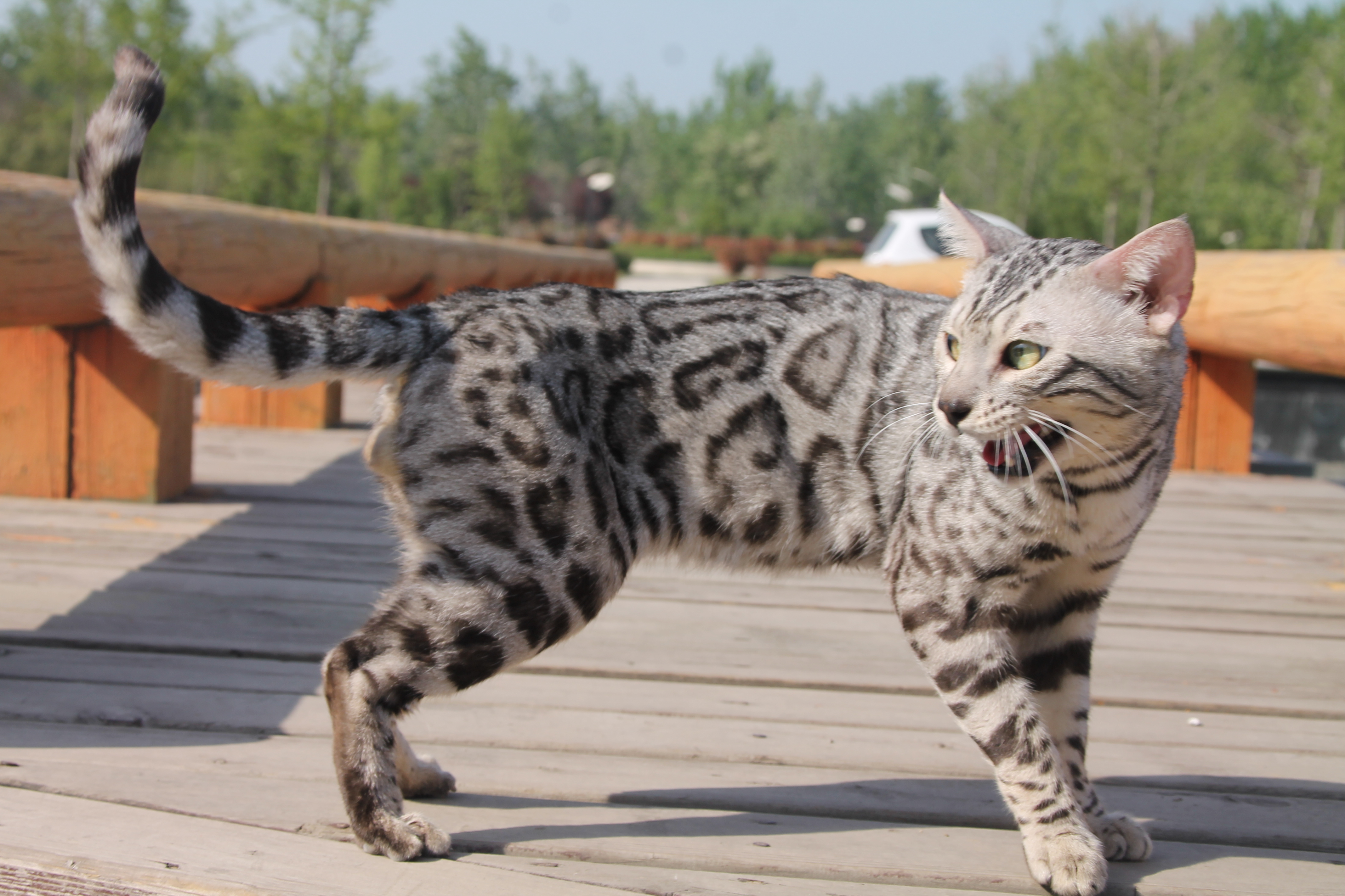 孟加拉豹猫：一种很多人想养，却养不起的猫，除非你有矿