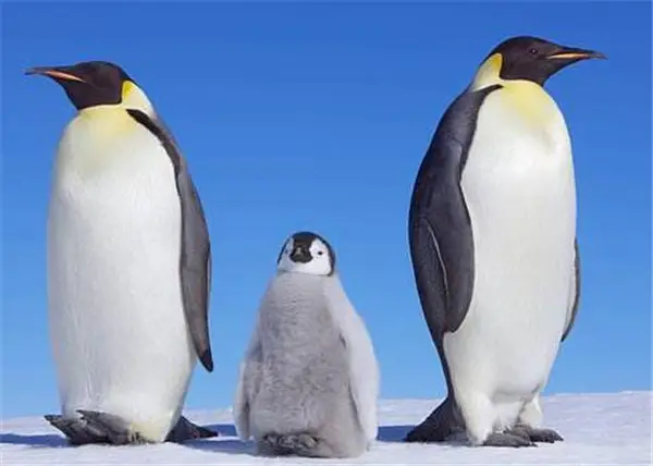 世界上最大的企鹅有多高多大（世界上最大的企鹅品种和资料图片）