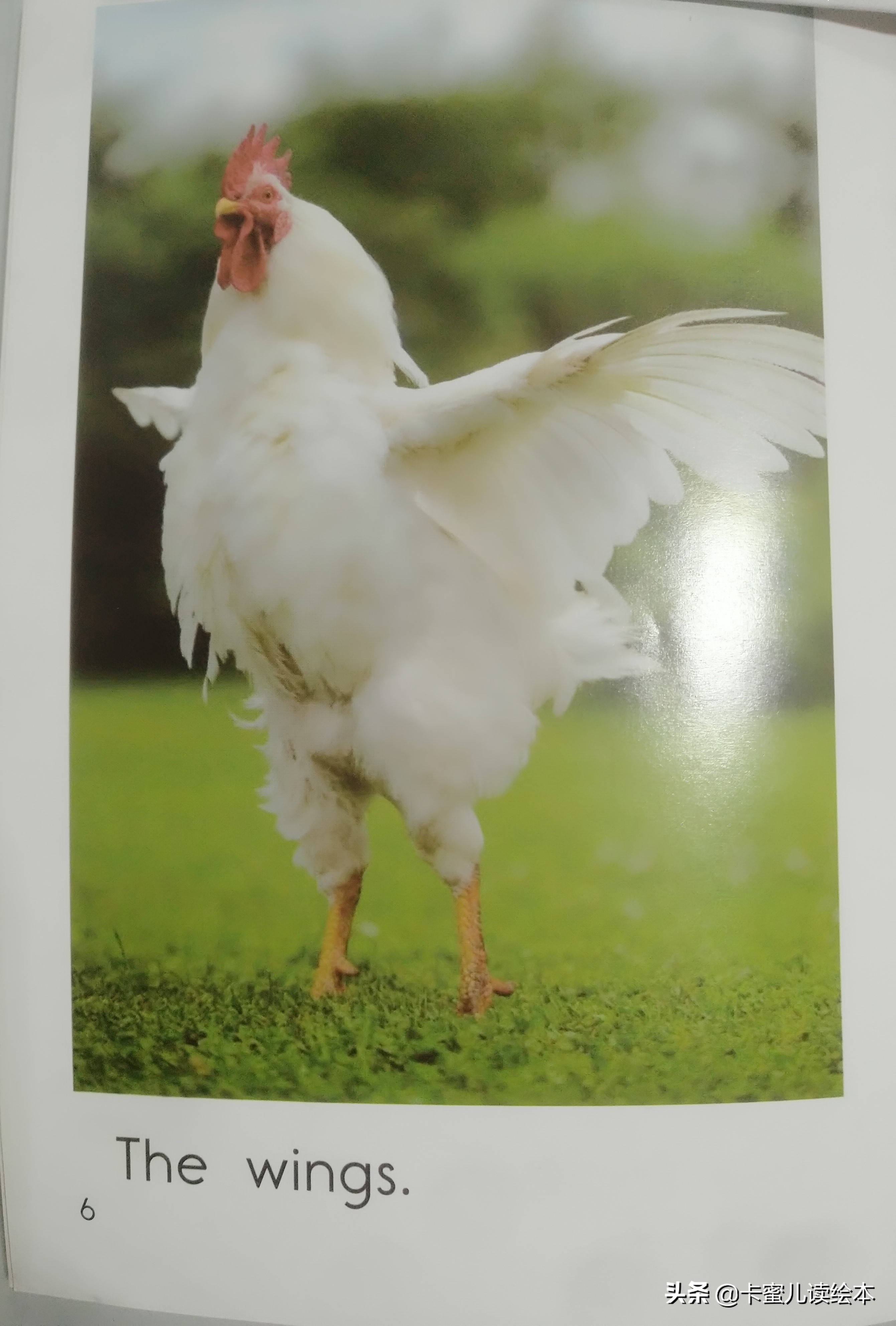 英文有声绘本故事《The Chicken》鸡