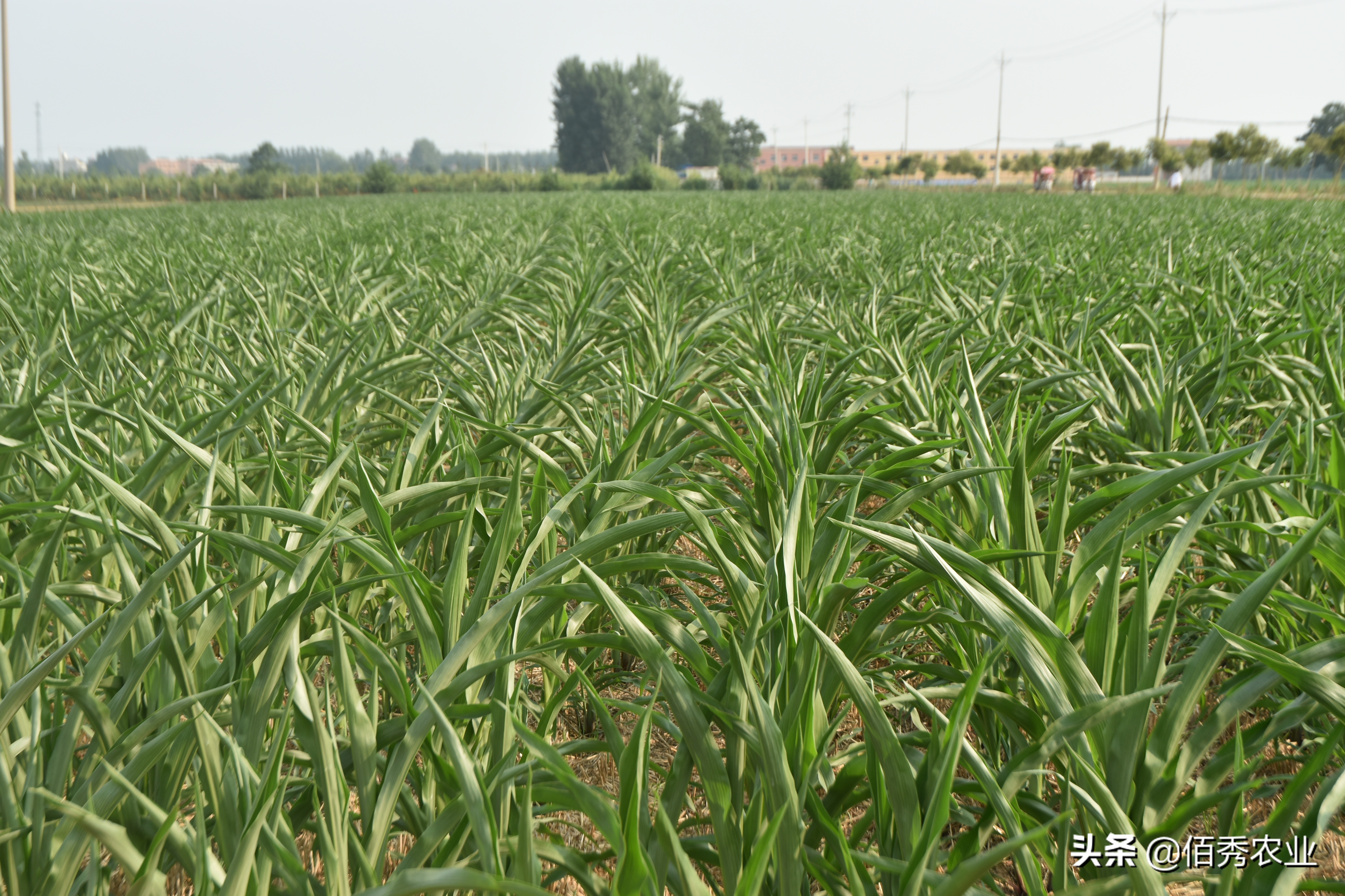 粮价上涨，农民600元一亩租地，种植小麦玉米一年能挣多少？