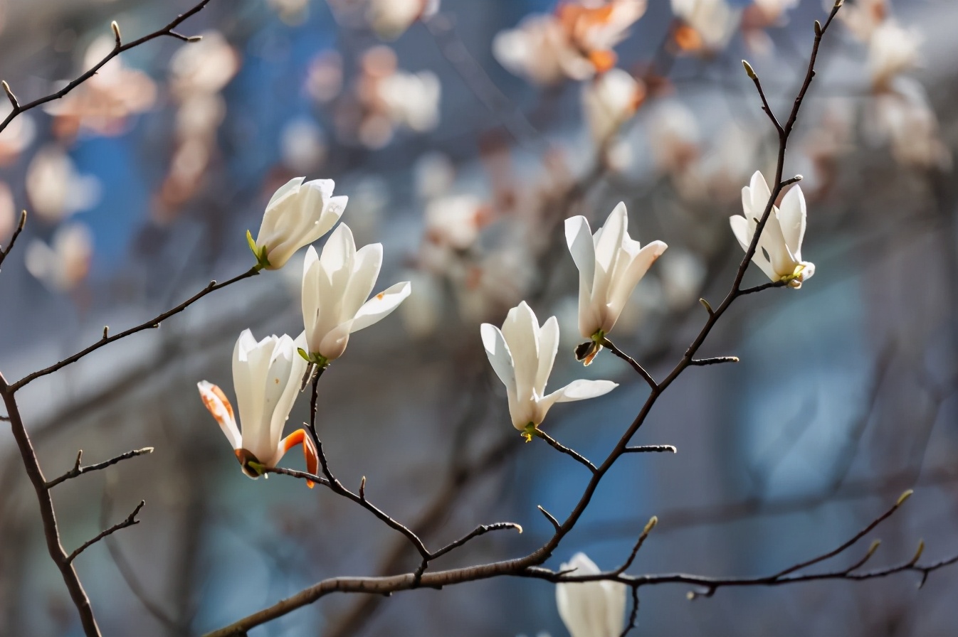 神仙颜值！苏州大学“最美校花”高清大图曝光！总有你喜欢的那一款