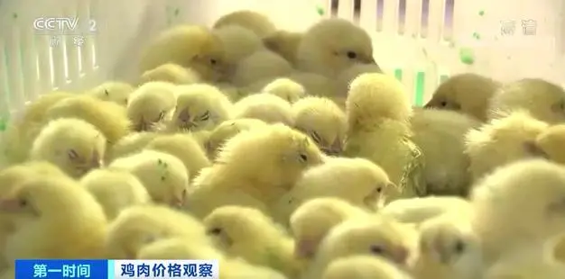 最低一斤不到7块钱!猪鸡牛羊肉价齐齐大跌!还会再降吗?
