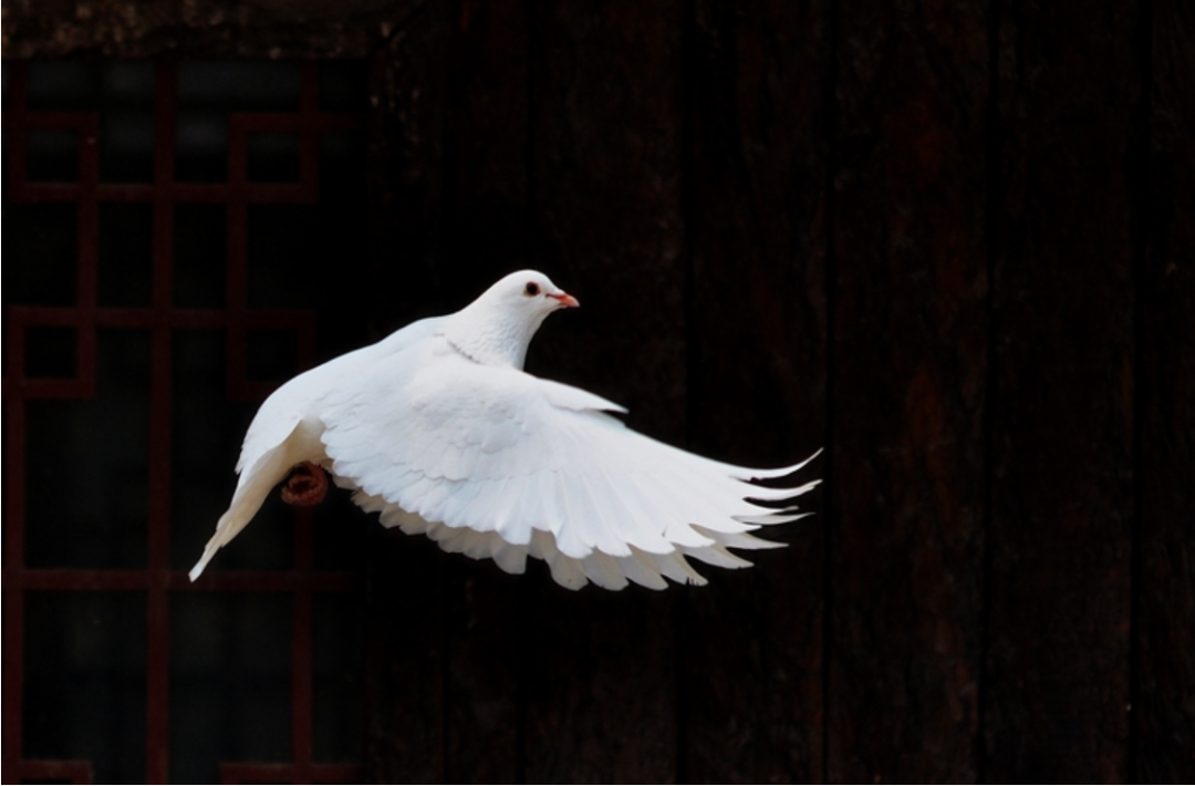 飞在古诗词里的鸽子,十首有关鸽子的诗词,让你了解鸽子的历史