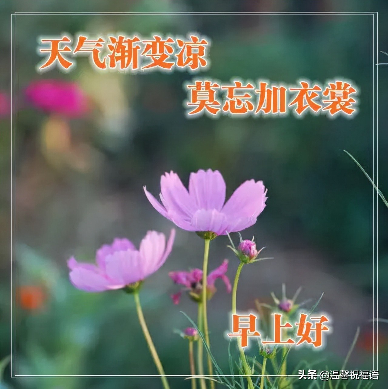 早安!8,秋意归去冬复来,深情问候送温暖;寒冬祝福呵护你,饮食平衡多