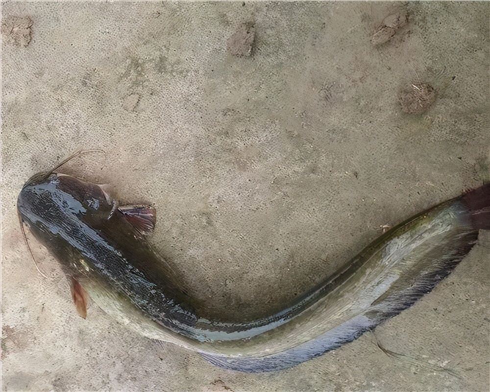 為什麼很少看見有人養鯰魚?我覺得很好養也好吃?鯰魚很髒嗎?