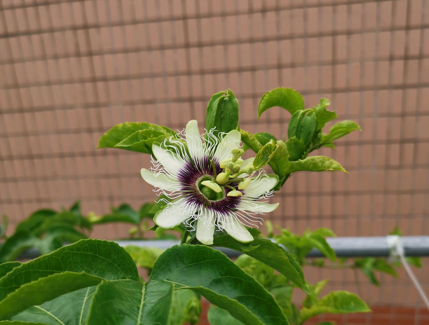 见过百香果开花吗?百香果开花是我见过的很有意思的花朵