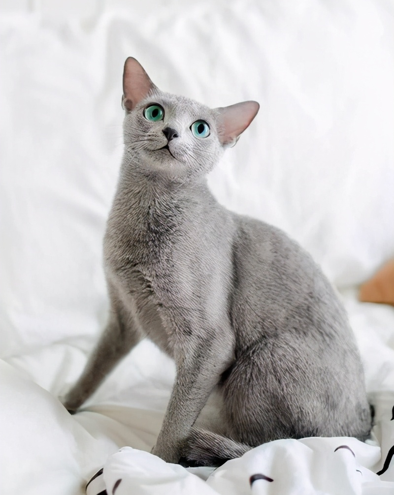 纯种蓝猫多少钱一只俄罗斯蓝猫