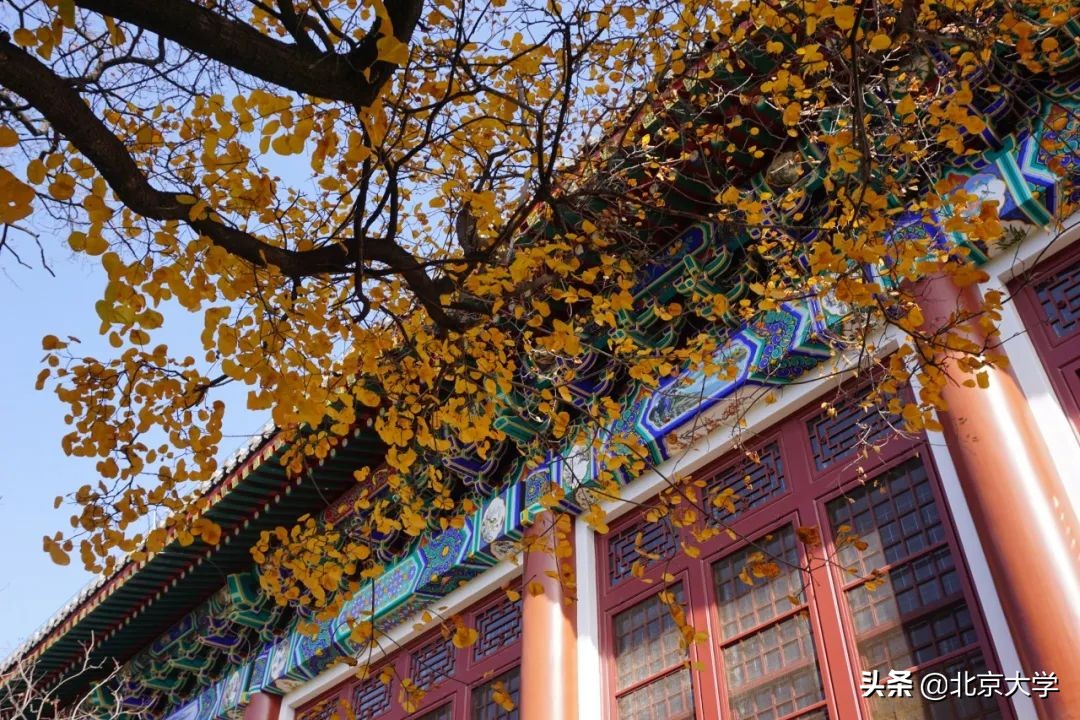 独家限定！北大赏秋地图来了