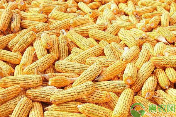 今天玉米价格多少钱一斤？2020年玉米价格最新走势分析