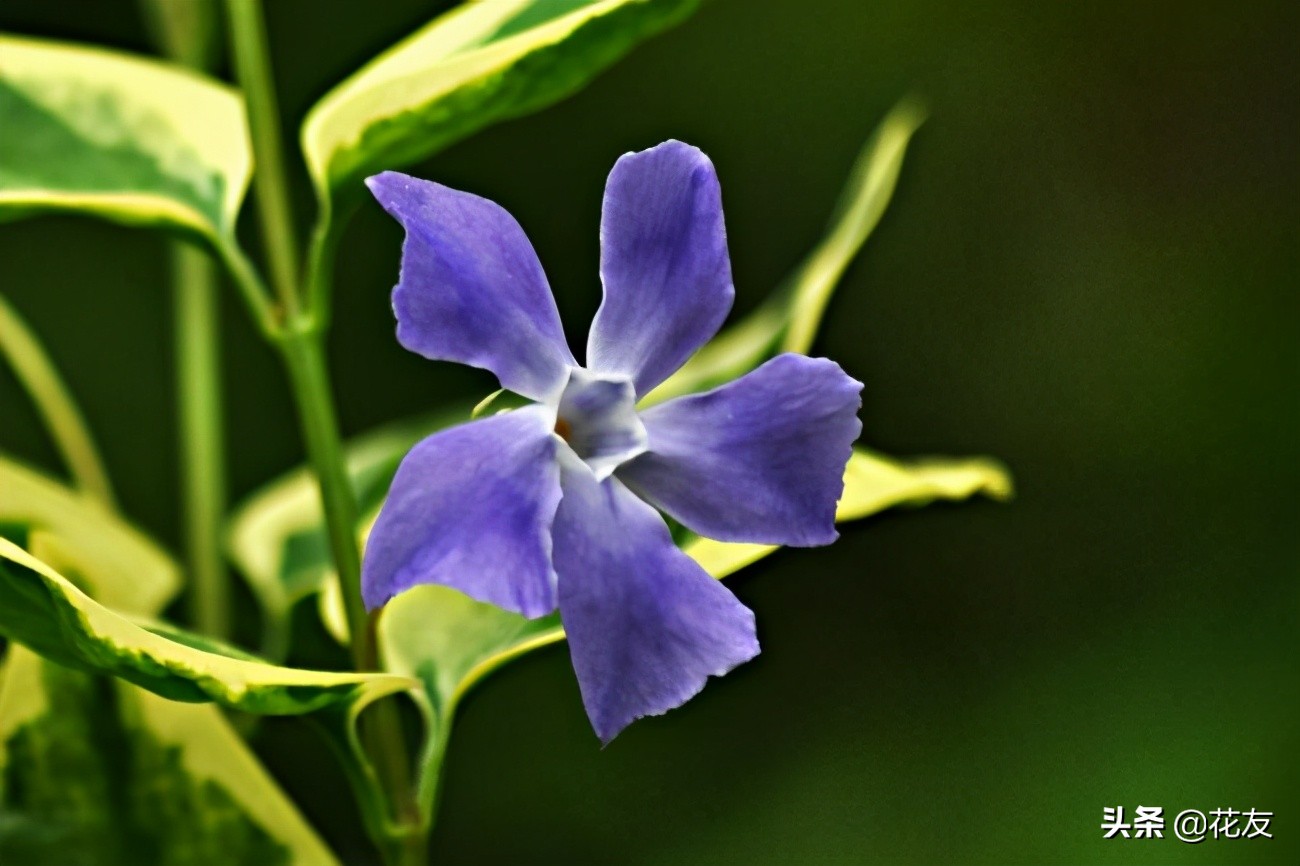 花叶蔓长春花养殖方法（详解花叶蔓长春的养殖小妙招）