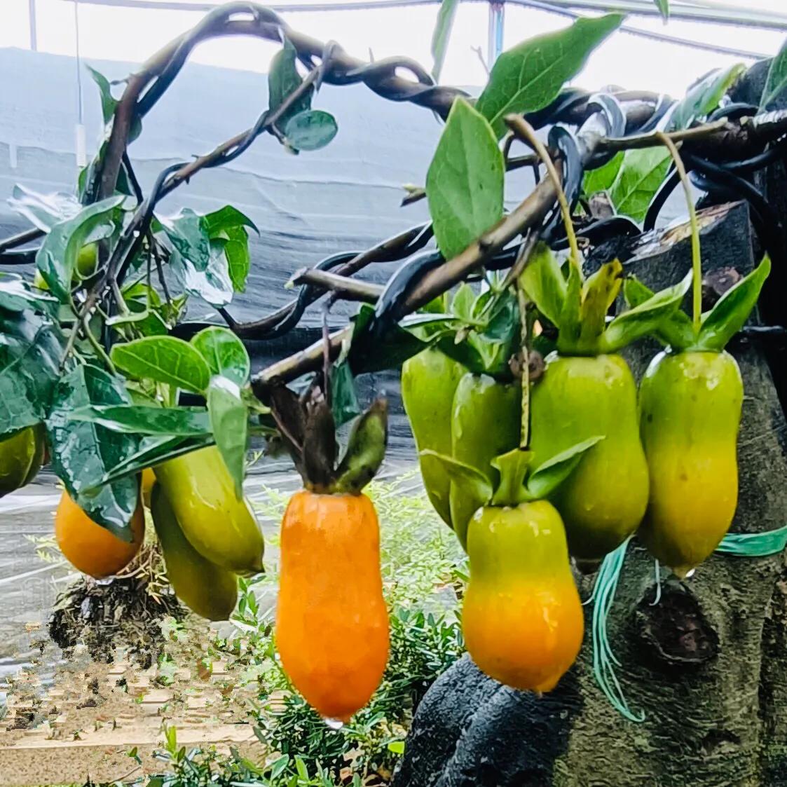 金蛋子树怎样栽培好(金弹子养护注意事项)插图