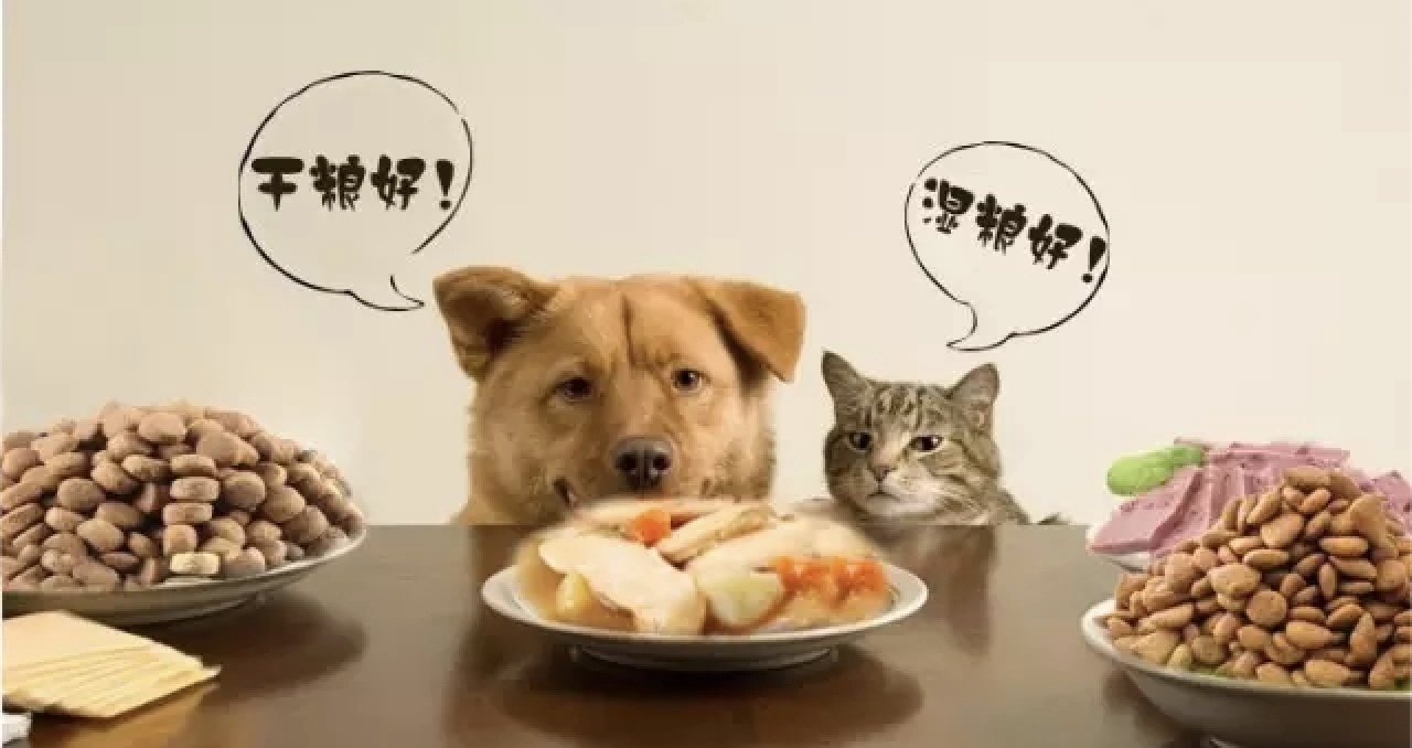 2021进口猫粮选购指南和品牌推荐